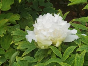 绿叶丛中白色芍药花