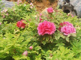 盛放的红牡丹花丛