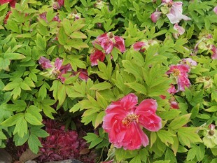 牡丹花
