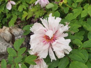 牡丹花