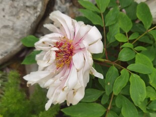 牡丹花