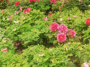 牡丹花