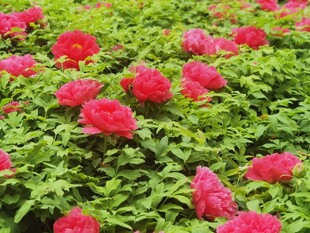 牡丹花