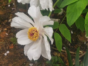 牡丹花