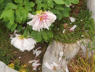 春日粉白牡丹花开