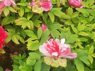 牡丹花
