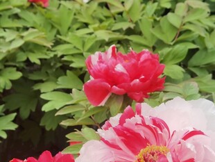 春日红牡丹盛放