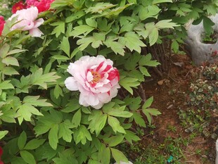 粉牡丹花开正艳