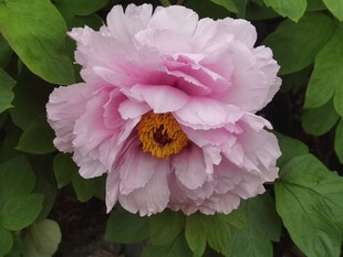 粉牡丹花朵