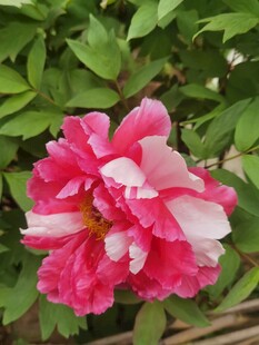 粉色牡丹花