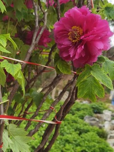 牡丹花 