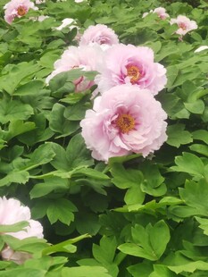 牡丹花
