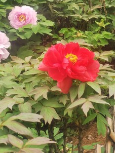 牡丹花
