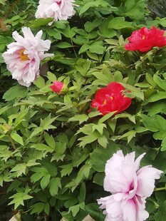 盛放的牡丹花丛