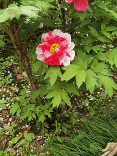 春日红牡丹盛放