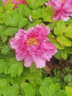 盛开的粉色牡丹花