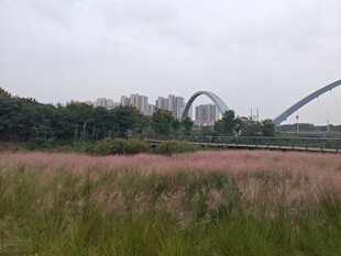 紫月湖粉黛乱子草