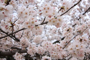 春日樱花盛放
