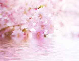 春日樱花柔焦水景