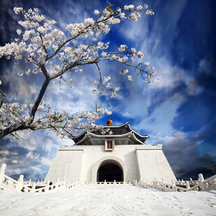 春日古建樱花美景