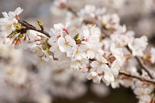 春日朦胧白花枝