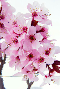 春日粉花满枝