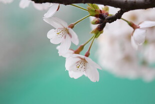 柔焦春日樱花特写