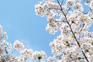 春日蓝天樱花盛放