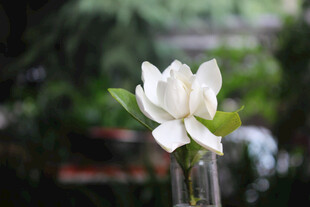 清新栀子花