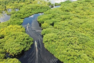 湿地蜿蜒河道绿意盎然