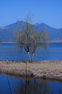 湖畔孤树山水风光