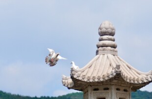 古建石塔檐下白鸽