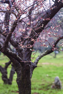 早春梅花树景观