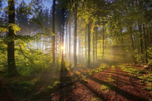 林间晨光美景