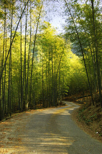 竹林小路自然风景