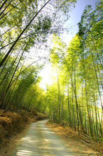 阳光竹林小径美景