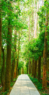 林间阳光步道美景