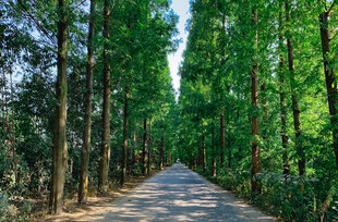 夏日林间林荫小道