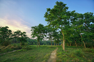 郊野林间自然美景