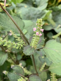 紫苏花