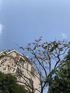 屋前柿子树