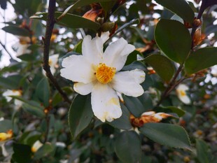 白色山茶花绽放特写