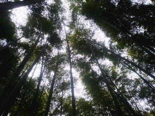 仰拍林间树隙天光