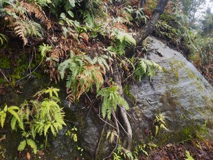 岩边野生蕨类植物