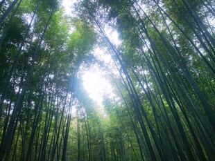 森林仰拍透光美景