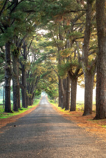 道路