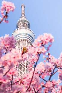 樱花掩映东京晴空塔