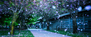 春日落樱步道夜景