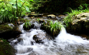 林间山涧溪流