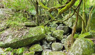 林间青苔溪谷风光